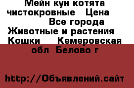 Мейн-кун котята чистокровные › Цена ­ 25 000 - Все города Животные и растения » Кошки   . Кемеровская обл.,Белово г.